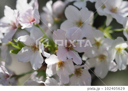 桜の花のアップ 桜の花のアップ 102405629