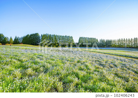 宮崎県生駒高原のネモフィラ 102406243