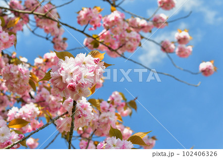フランス、パリ。トロカデロ庭園に咲いている桜。2023年4月9日撮影。 102406326