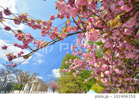 フランス、パリ。トロカデロ庭園に咲いている桜。2023年4月9日撮影。 102406350
