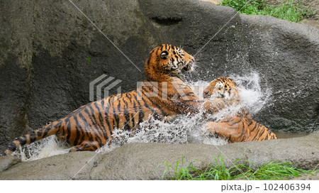 母に水を浴びせるアムールトラの子（1歳半） 102406394