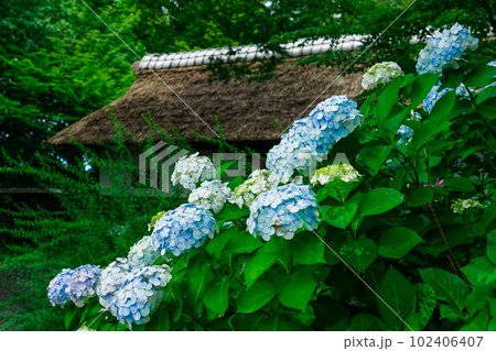 紫陽花と伝統的な木造建築（府中郷土の森公園） 102406407
