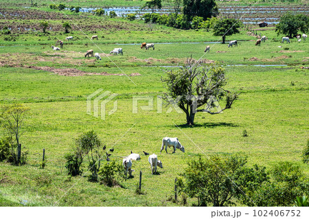 Beautiful Landscape with cows on a meadow at Canelinha, Santa Catarina, Brazil 102406752
