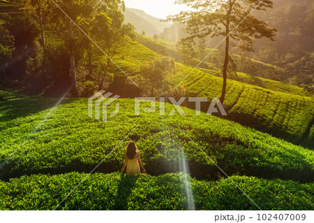 Aerial View of Morning Green Tea Plantations Terraces with Woman Traveler in Nuwara Eliya, Sri Lanka 102407009