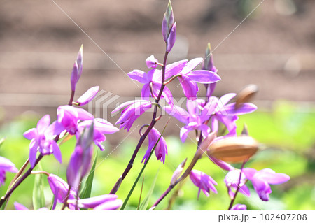 春の陽ざしに輝く紫蘭 102407208