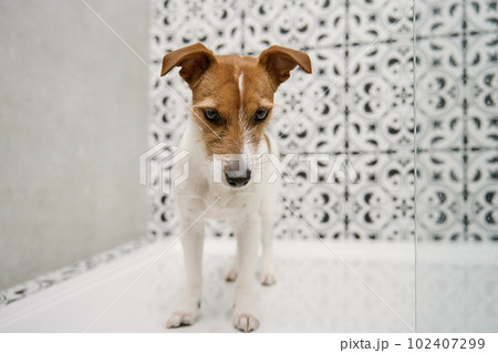 Dog in shower stall. Washing pet in bathroom 102407299