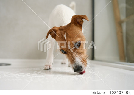 Dog in shower stall. Washing pet in bathroom 102407302