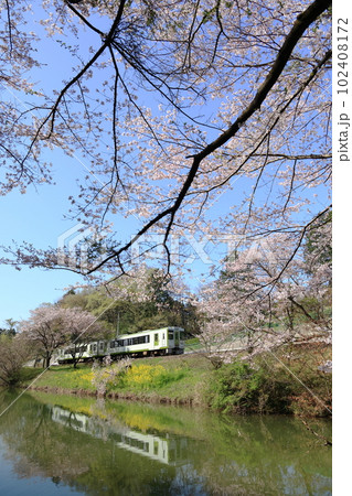 春の八高線　満開の桜と菜の花の学頭沼の水鏡に写るキハ110気動車 102408172