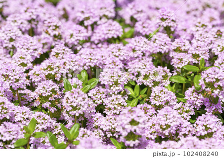 タイム・ロンギカウリス 102408240