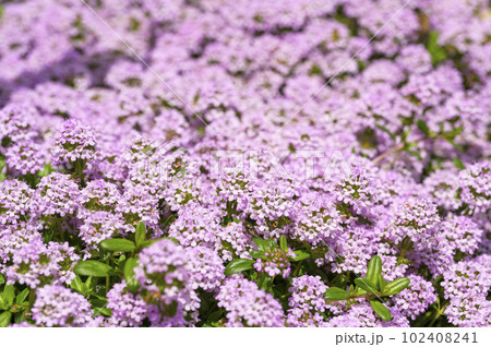 タイム・ロンギカウリス 102408241