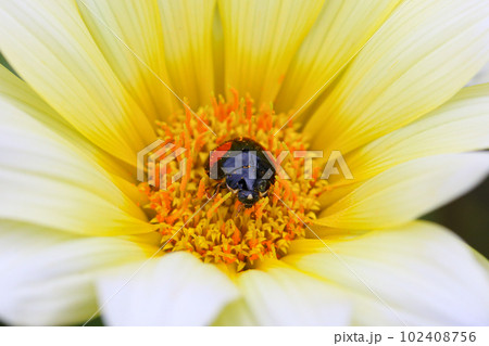 ガザニアのベッドにテントウムシ02 ガザニアのベッドにテントウムシ02 102408756