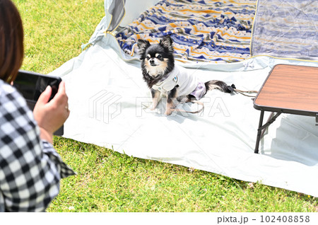 チワワとピクニック 愛犬をスマホで撮影する女性 チワワとピクニック 愛犬をスマホで撮影する女性 102408858