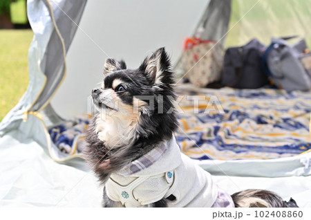 気持ちよさそうに日向ぼっこするチワワ　キャンプ　ピクニック　ポップアップテント 102408860