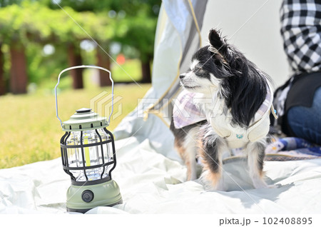 目を閉じて気持ちよさそうに日向ぼっこする小さいチワワ　キャンプ　ピクニック　ポップアップテント 102408895