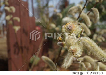 ネコヤナギに飛んできたミツバチ 102409604