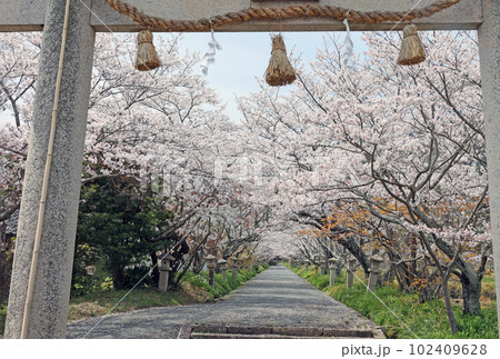 桜のトンネル 102409628