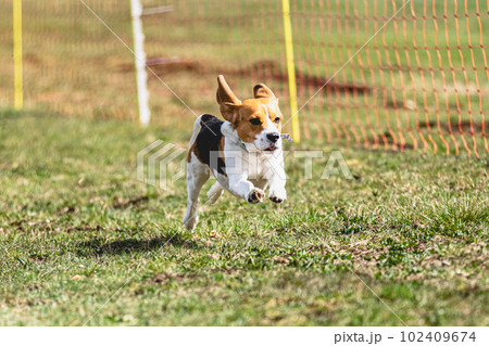Beagle dog running straight on camera and chasing coursing lure on green field 102409674