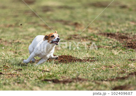Dog running straight on camera and chasing coursing lure on green field 102409687