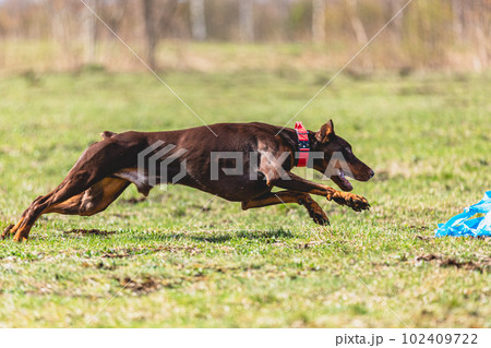 Dobermann dog running straight on camera and chasing coursing lure on green field 102409722