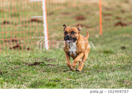 Staffordshire Bull Terrier running straight on camera and chasing coursing lure on green field 102409787