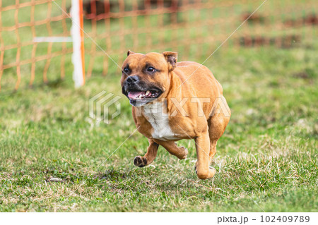 Staffordshire Bull Terrier running straight on camera and chasing coursing lure on green field 102409789