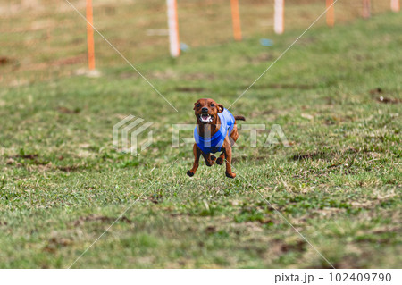 Pinscher dog running straight on camera and chasing coursing lure on green field 102409790
