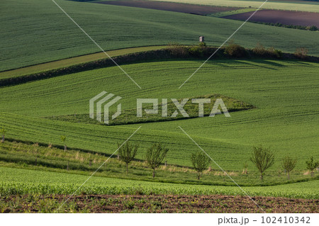 Field waves with trees in the spring in South Moravia, Czech Republic 102410342
