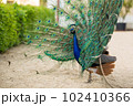 Beautiful peacock walking freely in park Pavo cristatus 102410366