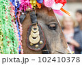 Horse during Traditional Moravian Ride of the Kings festival in Vlcnov, Czech Republic 102410378