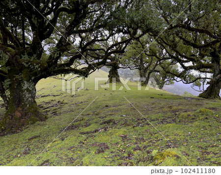 Laurel trees in Paul da Serra in Fanal, Madeira Island 102411180