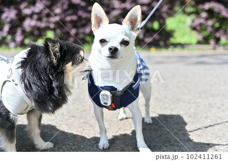 ブラックタンチワワとホワイトチワワの仲良し散歩 102411261