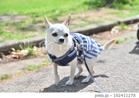 スムースチワワのお散歩　ホワイトチワワ 102411278