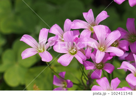 ムラサキカタバミの花 102411548