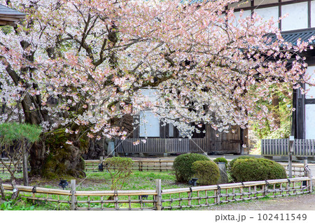 弘前城　日本最古級の染井吉野　天然記念物　青森県 102411549