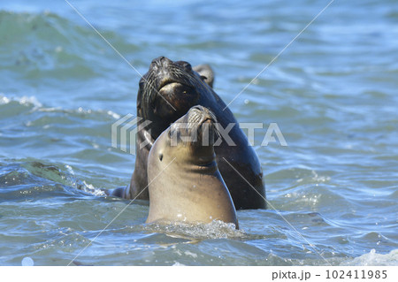 Male Sea Lion , Patagonia, Argentina 102411985