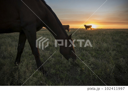 Horse silhouette at sunset, in the coutryside, La Pampa, Argentina. 102411997
