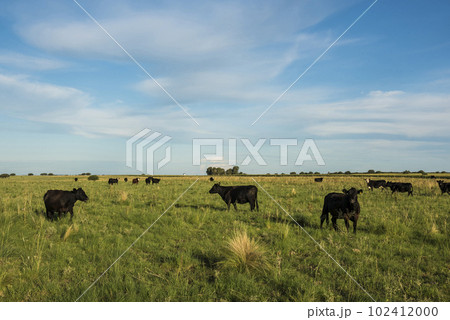 Cattle in pampas countryside, La Pampa, Argentina. 102412000