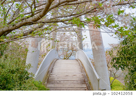 東光山公園の桜の風景 東光山公園の桜の風景 102412058