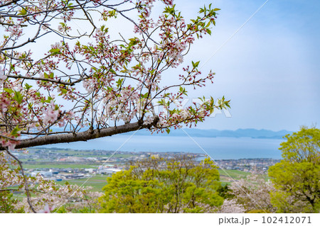 東光山公園の桜と出水市の街並み 102412071