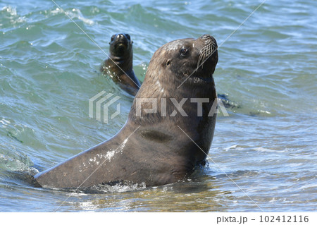 Male Sea Lion , Patagonia, Argentina 102412116