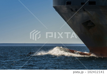 Dolphin Jump and ship, Patagonia Argentina 102412141