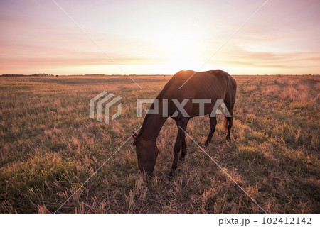 Horse silhouette at sunset, in the coutryside, La Pampa, Argentina. 102412142