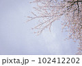 桜と空 102412202