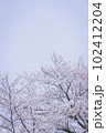桜と空 102412204