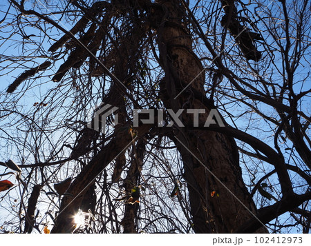 ツタが絡まった木 102412973