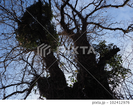 ツタが絡まった木 102412976