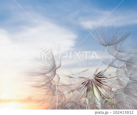 Dandelion against the blue sky. Sunrise. Down. Romance. The concept of freedom.  102413012