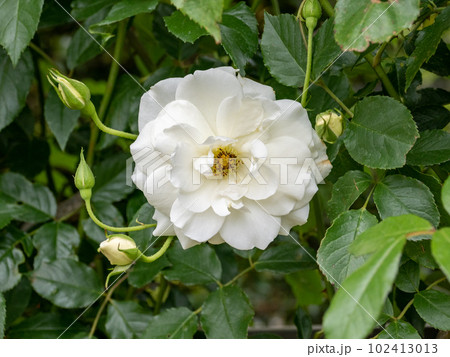 殿堂入りした白いバラ【アイスバーグ】 102413013