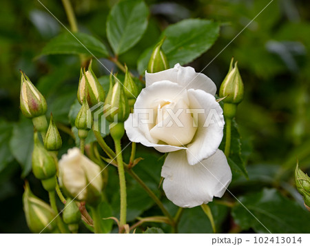 殿堂入りした白いバラ【アイスバーグ】 殿堂入りした白いバラ【アイスバーグ】 102413014