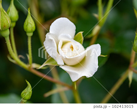 殿堂入りした白いバラ【アイスバーグ】 102413015